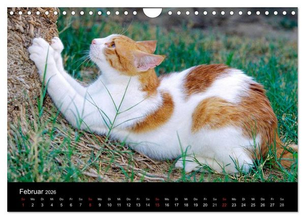 Produktbild: Katzen (Wandkalender 2026 DIN A4 quer), CALVENDO Monatskalender