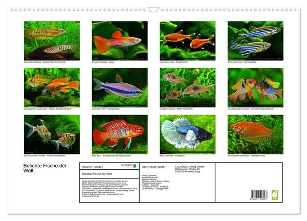 Produktbild: Beliebte Fische der Welt (Wandkalender 2026 DIN A2 quer), CALVENDO Monatskalender