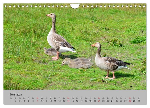 Produktbild: Impressionen von Texel (Wandkalender 2026 DIN A4 quer), CALVENDO Monatskalender