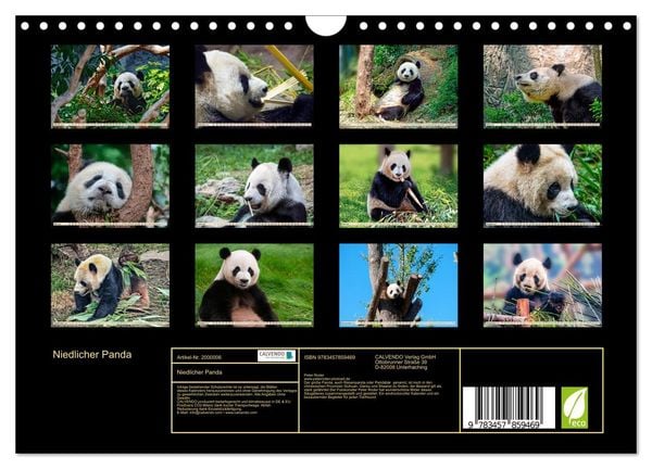 Produktbild: Niedlicher Panda (Wandkalender 2026 DIN A4 quer), CALVENDO Monatskalender