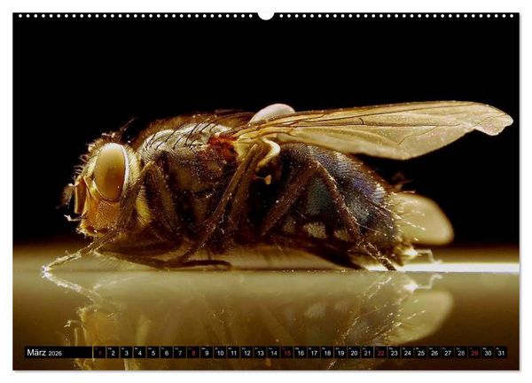 Produktbild: Insekten &bull; Bizarre Naturwunder (Wandkalender 2026 DIN A2 quer), CALVENDO Monatskalender