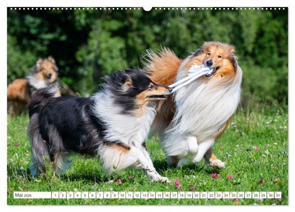 Produktbild: Collies - die sch&ouml;nsten Hunde der Welt (hochwertiger Premium Wandkalender 2026 DIN A2 quer), Kunstdruck in Hochglanz