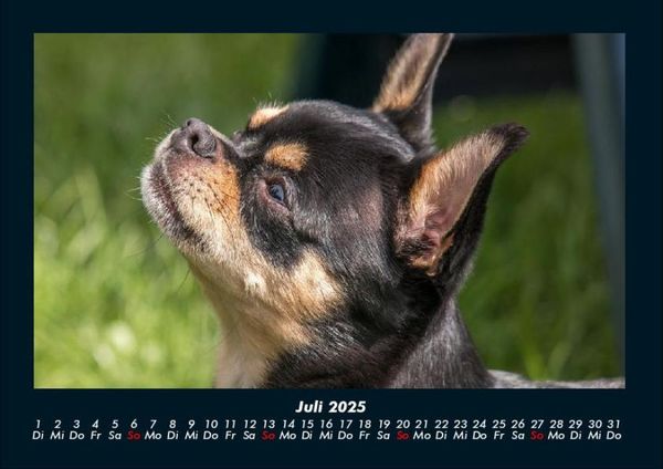 Produktbild: Hundezauber 2025 Fotokalender DIN A4