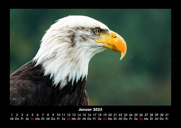 Produktbild: V&ouml;gel 2025 Fotokalender DIN A3