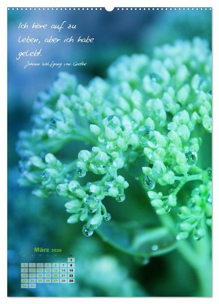 Produktbild: Blumen & Zitate (Wandkalender 2026 DIN A2 hoch), CALVENDO Monatskalender