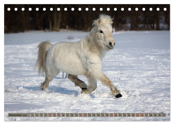 Produktbild: Ponys, die starken Pers&ouml;nlichkeiten (Tischkalender 2026 DIN A5 quer), CALVENDO Monatskalender