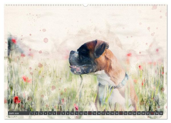 Produktbild: Boxer Photo&Kunst (Wandkalender 2026 DIN A2 quer), CALVENDO Monatskalender