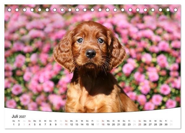 Produktbild: Welpen - Puppies (Tischkalender 2027 DIN A5 quer), CALVENDO Monatskalender