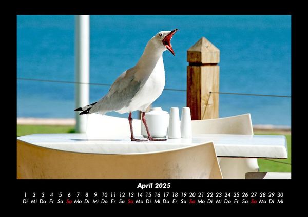 Produktbild: M&ouml;wen 2025 Fotokalender DIN A3