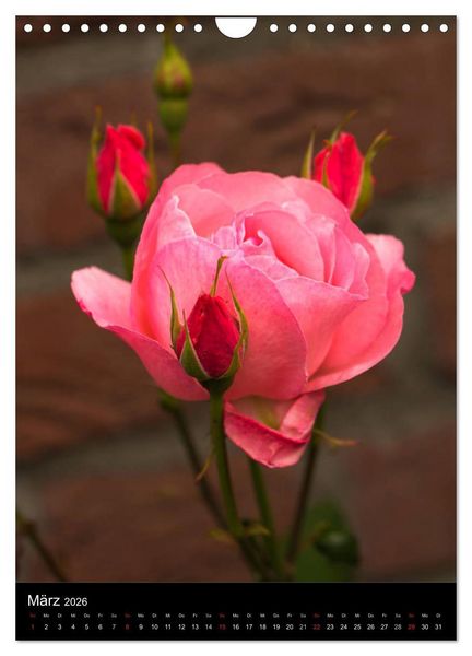 Produktbild: Zauberhafte Rosen (Wandkalender 2026 DIN A4 hoch), CALVENDO Monatskalender