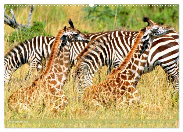 Produktbild: Giraffen: Die afrikanischen Riesen mit Weitblick (hochwertiger Premium Wandkalender 2026 DIN A2 quer), Kunstdruck in Hochglanz