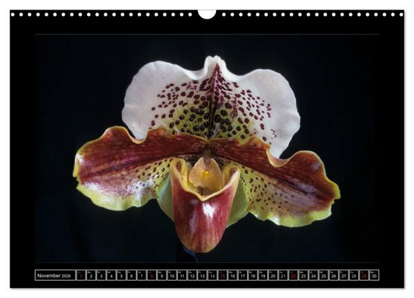 Produktbild: Orchideen 2026 (Wandkalender 2026 DIN A3 quer), CALVENDO Monatskalender