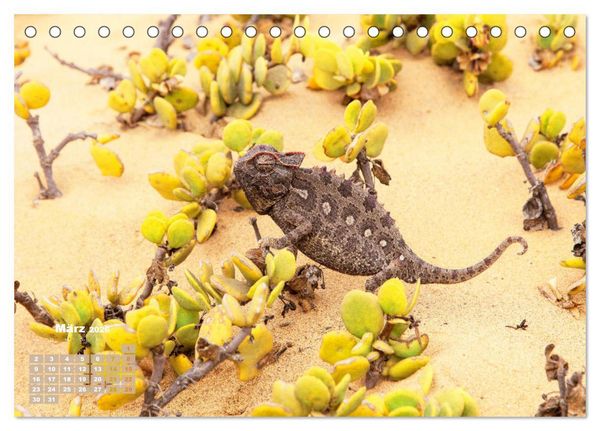 Produktbild: Cham&auml;leon: Die farbenfrohe Welt der Reptilien (Tischkalender 2026 DIN A5 quer), CALVENDO Monatskalender