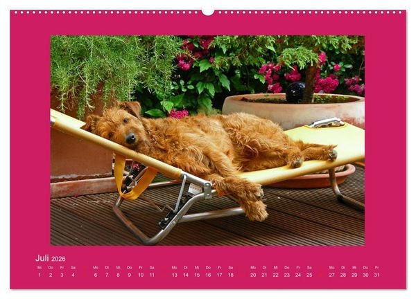 Produktbild: Kelly, der Irish Terrier - innen und au&szlig;en aus Gold (hochwertiger Premium Wandkalender 2026 DIN A2 quer), Kunstdruck in Hochglanz
