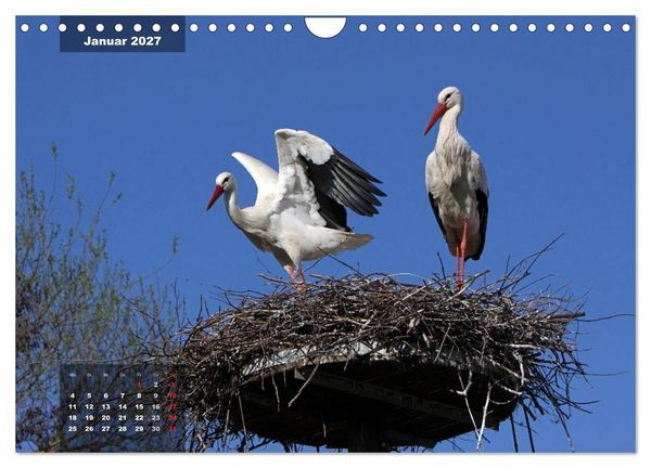 Produktbild: Gl&uuml;cksbringer (Wandkalender 2027 DIN A4 quer), CALVENDO Monatskalender