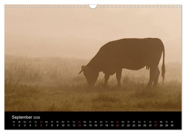 Produktbild: K&uuml;he 2026 (Wandkalender 2026 DIN A3 quer), CALVENDO Monatskalender