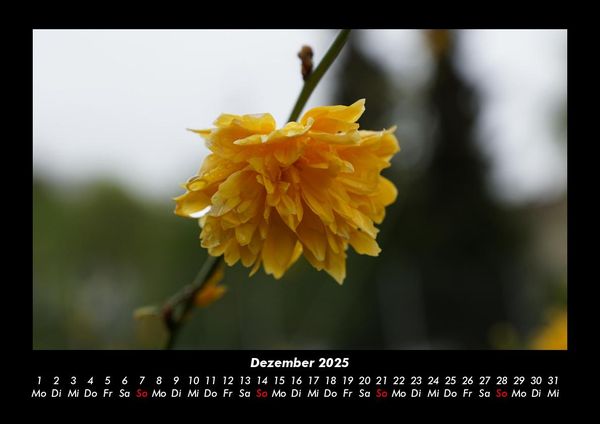 Produktbild: Blumenzauber 2025 Fotokalender DIN A3