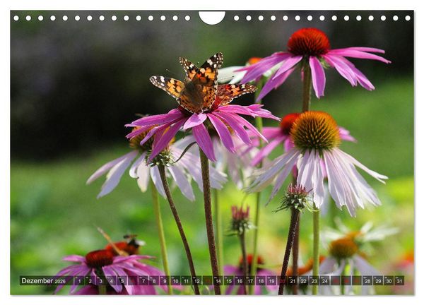 Produktbild: Sonnenhut im Garten (Wandkalender 2026 DIN A4 quer), CALVENDO Monatskalender