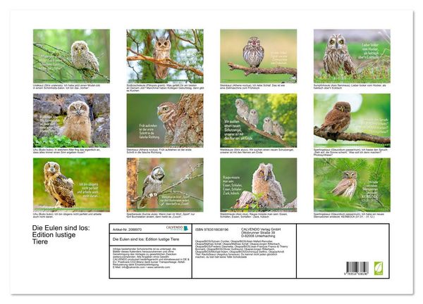 Produktbild: Die Eulen sind los: Edition lustige Tiere (Wandkalender 2026 DIN A2 quer), CALVENDO Monatskalender