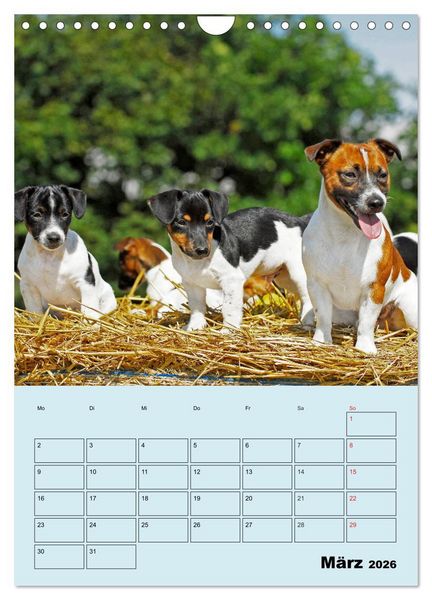 Produktbild: Familienplaner Jack und Parson Russell Terrier (Wandkalender 2026 DIN A4 hoch), CALVENDO Monatskalender