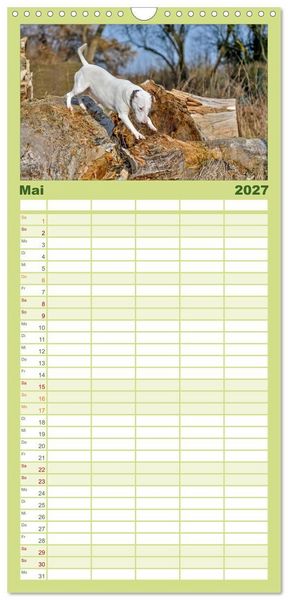 Produktbild: Familienplaner 2027 - Einmal Bullterrier - immer Bullterrier mit 5 Spalten (Wandkalender, 21 x 45 cm) CALVENDO