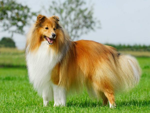 Produktbild: CALVENDO Puzzle Ein Motiv aus dem Kalender Sheltie 2017 | 1000 Teile Lege-Gr&ouml;&szlig;e 64x48cm Foto-Puzzle f&uuml;r gl&uuml;ckliche Stunden
