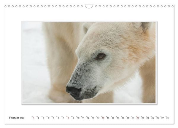 Produktbild: Emotionale Momente: Der Eisb&auml;r. (Wandkalender 2026 DIN A3 quer), CALVENDO Monatskalender
