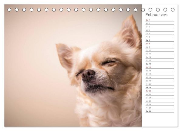Produktbild: Chihuahua - Die Welt der Kleinen (Tischkalender 2026 DIN A5 quer), CALVENDO Monatskalender