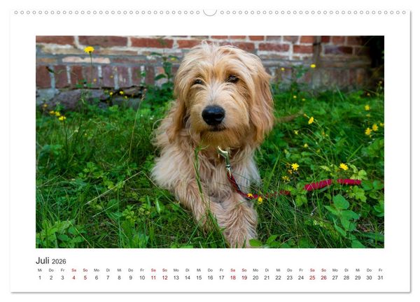 Produktbild: Mini Goldendoodle - Gl&uuml;ck ist ein Hund (Wandkalender 2026 DIN A2 quer), CALVENDO Monatskalender
