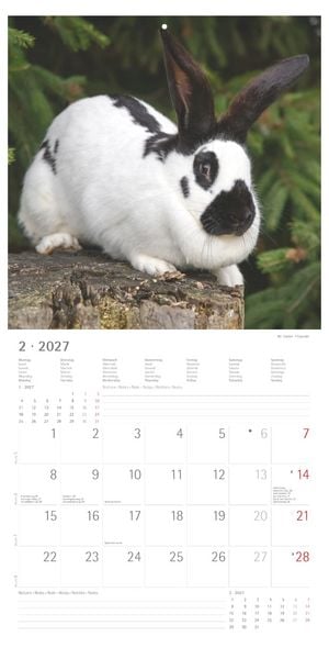 Produktbild: Kaninchen 2027