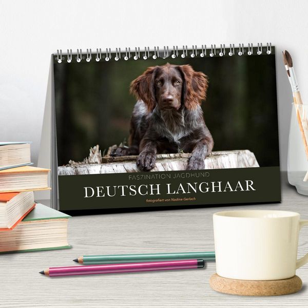 Produktbild: Faszination Jagdhund - Deutsch Langhaar (Tischkalender 2026 DIN A5 quer), CALVENDO Monatskalender