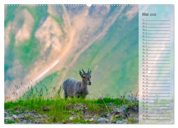 Produktbild: Bergk&ouml;nige - Steinb&ouml;cke im Blickpunkt der Naturfotografie (Wandkalender 2026 DIN A2 quer), CALVENDO Monatskalender