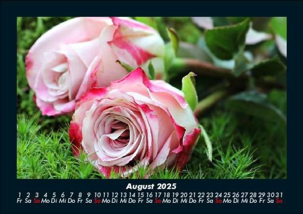Produktbild: Rosentraum 2025 Fotokalender DIN A5