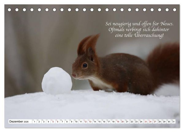 Produktbild: Tipps von Eichh&ouml;rnchen an Eichh&ouml;rnchenliebhaber (Tischkalender 2026 DIN A5 quer), CALVENDO Monatskalender