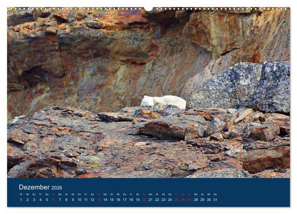 Produktbild: Das Leben der etwas "anderen" Eisb&auml;ren! (Wandkalender 2026 DIN A2 quer), CALVENDO Monatskalender