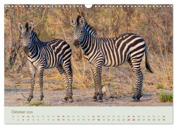 Produktbild: Zebras in Afrika (Wandkalender 2026 DIN A3 quer), CALVENDO Monatskalender