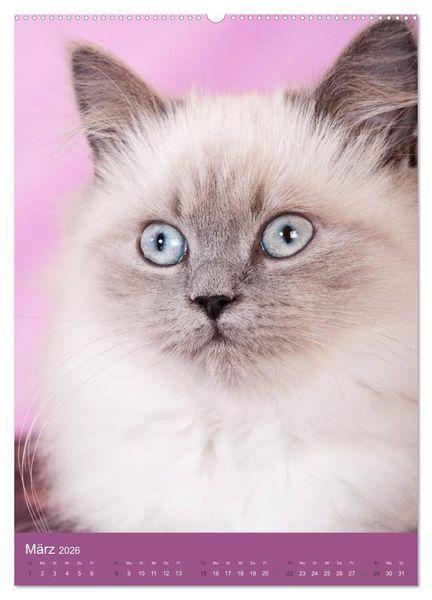 Produktbild: Britisch Langhaar Katzen (hochwertiger Premium Wandkalender 2026 DIN A2 hoch), Kunstdruck in Hochglanz