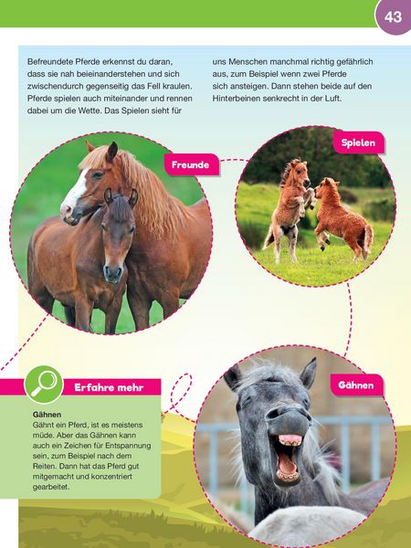 Produktbild: Leselauscher Wissen: Pferde und Ponys