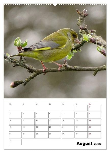 Produktbild: Amsel, Drossel, Fink und Star - beobachtet (hochwertiger Premium Wandkalender 2026 DIN A2 hoch), Kunstdruck in Hochglanz