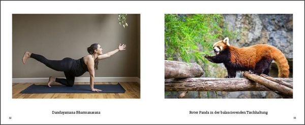 Produktbild: Tiere machen Yoga