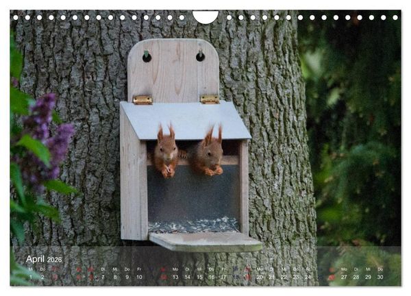Produktbild: Spa&szlig; mit Eichh&ouml;rnchen-Kindern (Wandkalender 2026 DIN A4 quer), CALVENDO Monatskalender