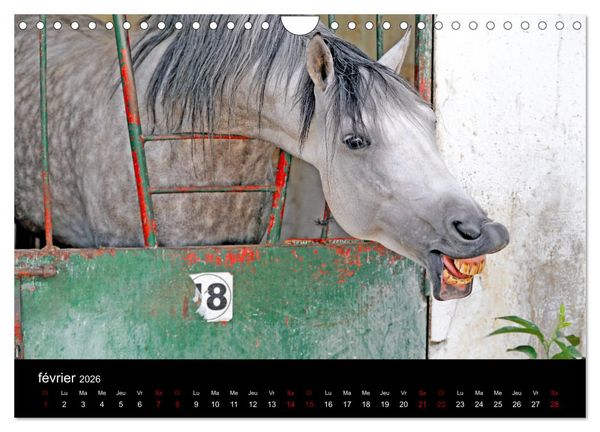 Produktbild: Les chevaux du Maroc (Calendrier mural 2026 DIN A4 vertical), CALVENDO calendrier mensuel