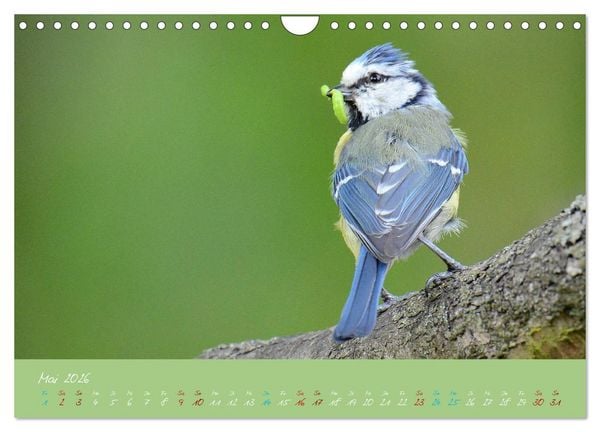 Produktbild: Die Blaumeise, Gast in unserem Garten (Wandkalender 2026 DIN A4 quer), CALVENDO Monatskalender