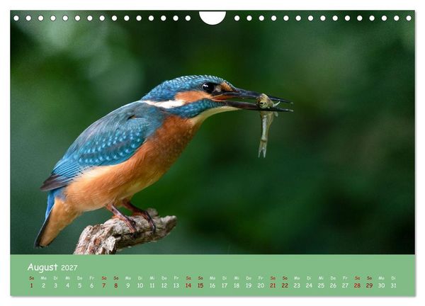 Produktbild: Alcedo atthis. Der Eisvogel (Wandkalender 2027 DIN A4 quer), CALVENDO Monatskalender