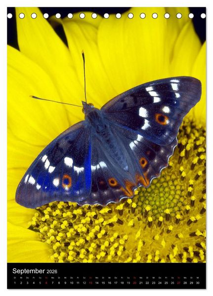 Produktbild: Schmetterlilnge und Blumen (Tischkalender 2026 DIN A5 hoch), CALVENDO Monatskalender