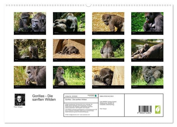 Produktbild: Gorillas - Die sanften Wilden (hochwertiger Premium Wandkalender 2026 DIN A2 quer), Kunstdruck in Hochglanz