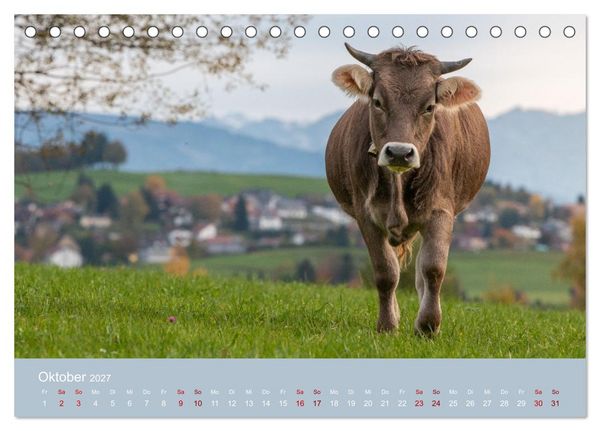 Produktbild: Allg&auml;uer Rindvieh 2027 (Tischkalender 2027 DIN A5 quer), CALVENDO Monatskalender