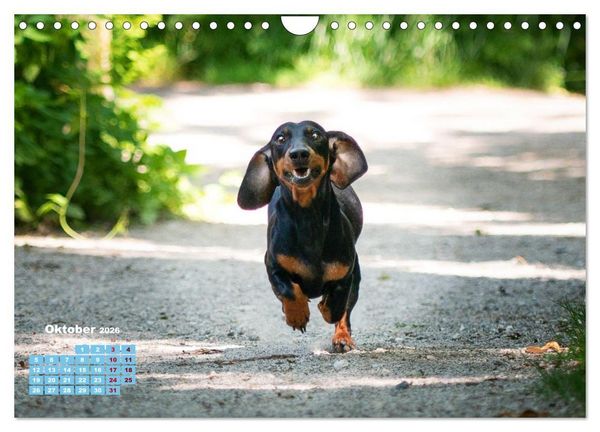 Produktbild: Geliebte Dackel (Wandkalender 2026 DIN A4 quer), CALVENDO Monatskalender