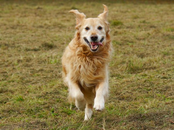 Produktbild: CALVENDO Puzzle Golden Retriever in Aktion 1000 Teile Lege-Gr&ouml;&szlig;e 64 x 48 cm Foto-Puzzle Bild von Kattobello