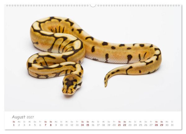 Produktbild: K&ouml;nigspythons - bunte Schlangen (Wandkalender 2027 DIN A2 quer), CALVENDO Monatskalender